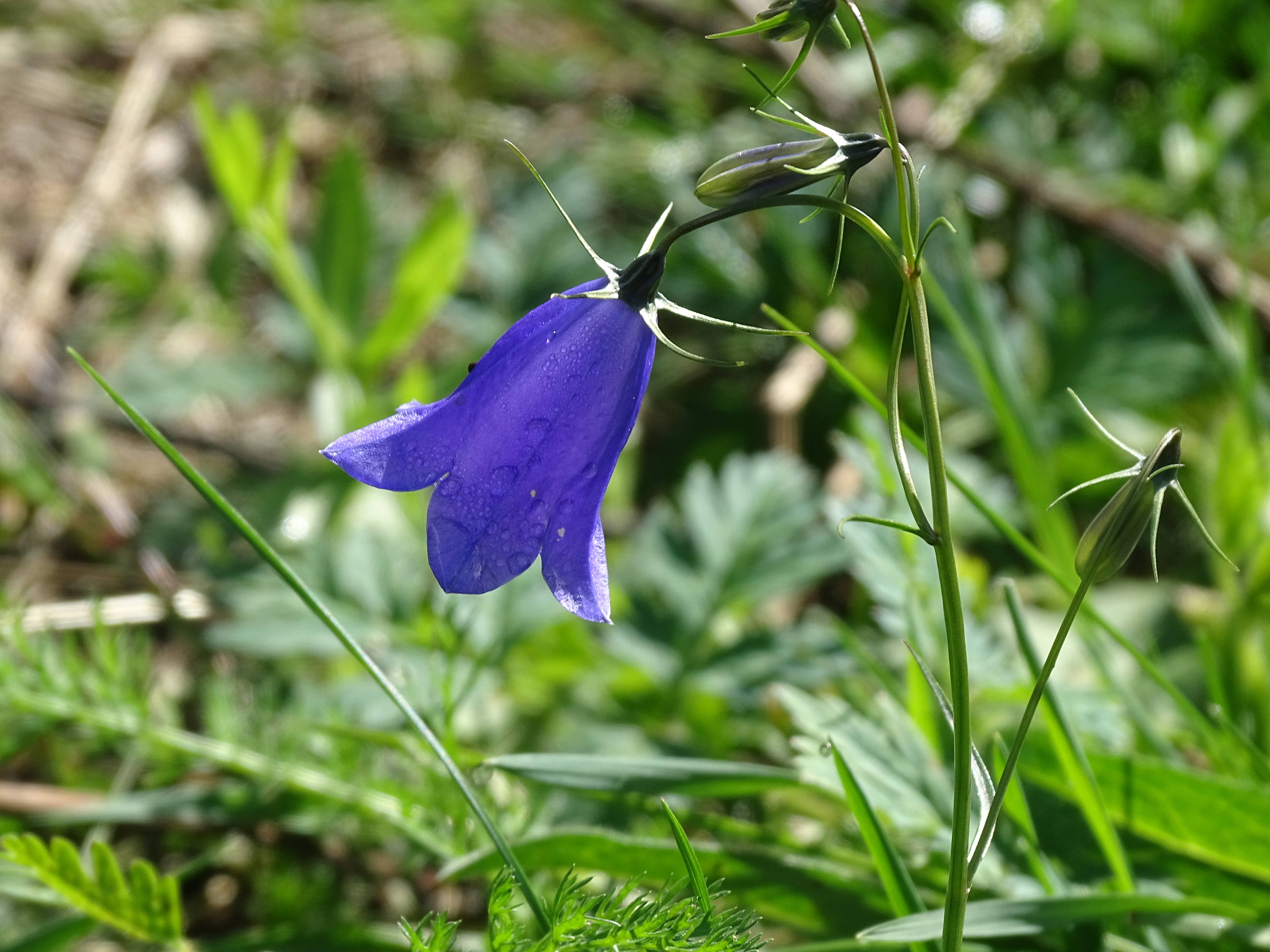 Campanula rotundifolia